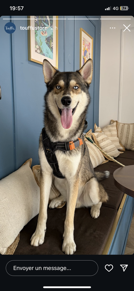 La star des réseaux